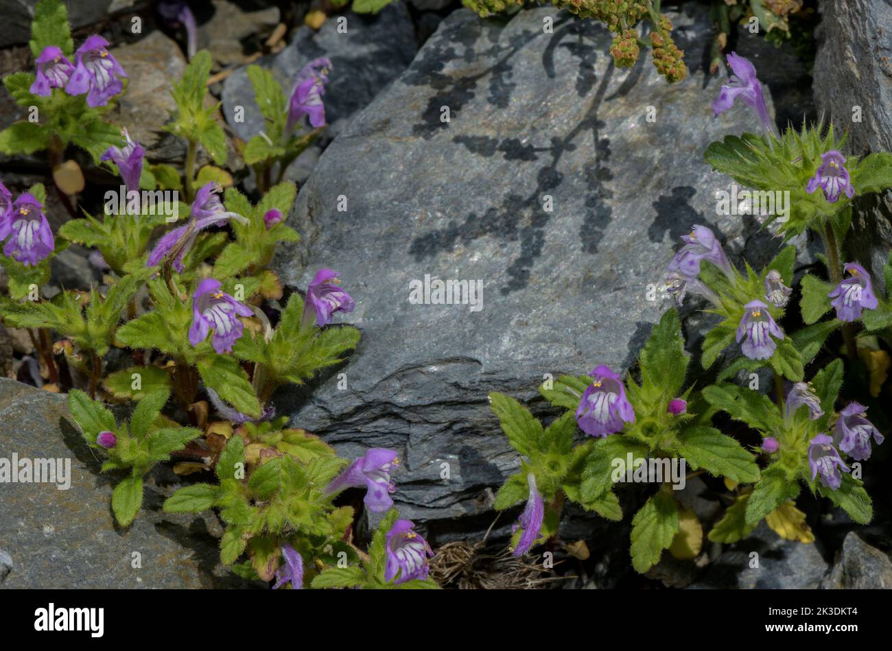 Nettola di canapa a foglia larga, Galeopsis ladanum in fiore nei Pirenei a 1700m. Foto Stock