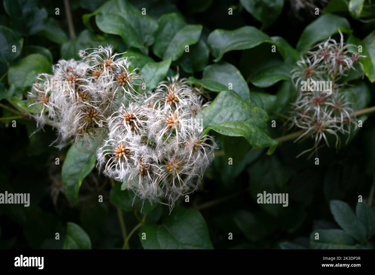 Clematis selvatico o clematis vitalba che cresce in hedgerow inglese in autunno. Foto Stock