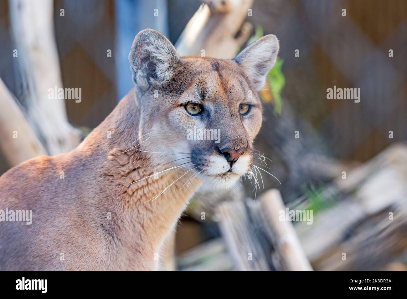 Foto ravvicinata della pantera della Florida a Los Angeles, California Foto Stock