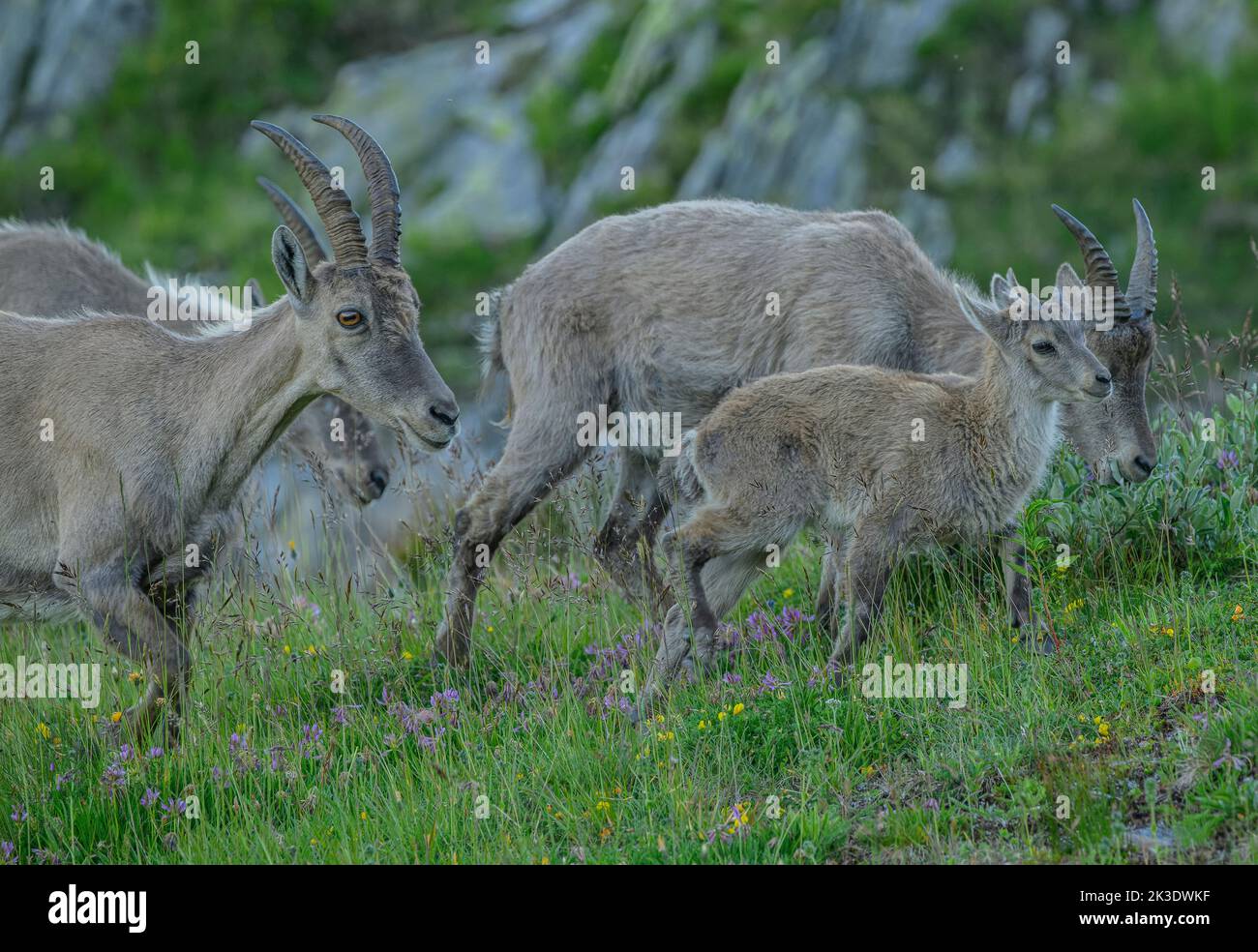 Giovane Ibex, parte del gruppo familiare di stambecchi alpini, Capra Ibex, pascolo serale sul Passo Nufenen; Alpi Svizzere. Foto Stock