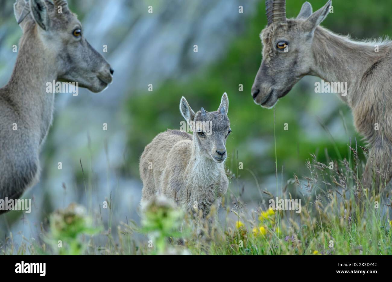 Giovane Ibex, parte del gruppo familiare di stambecchi alpini, Capra Ibex, pascolo serale sul Passo Nufenen; Alpi Svizzere. Foto Stock