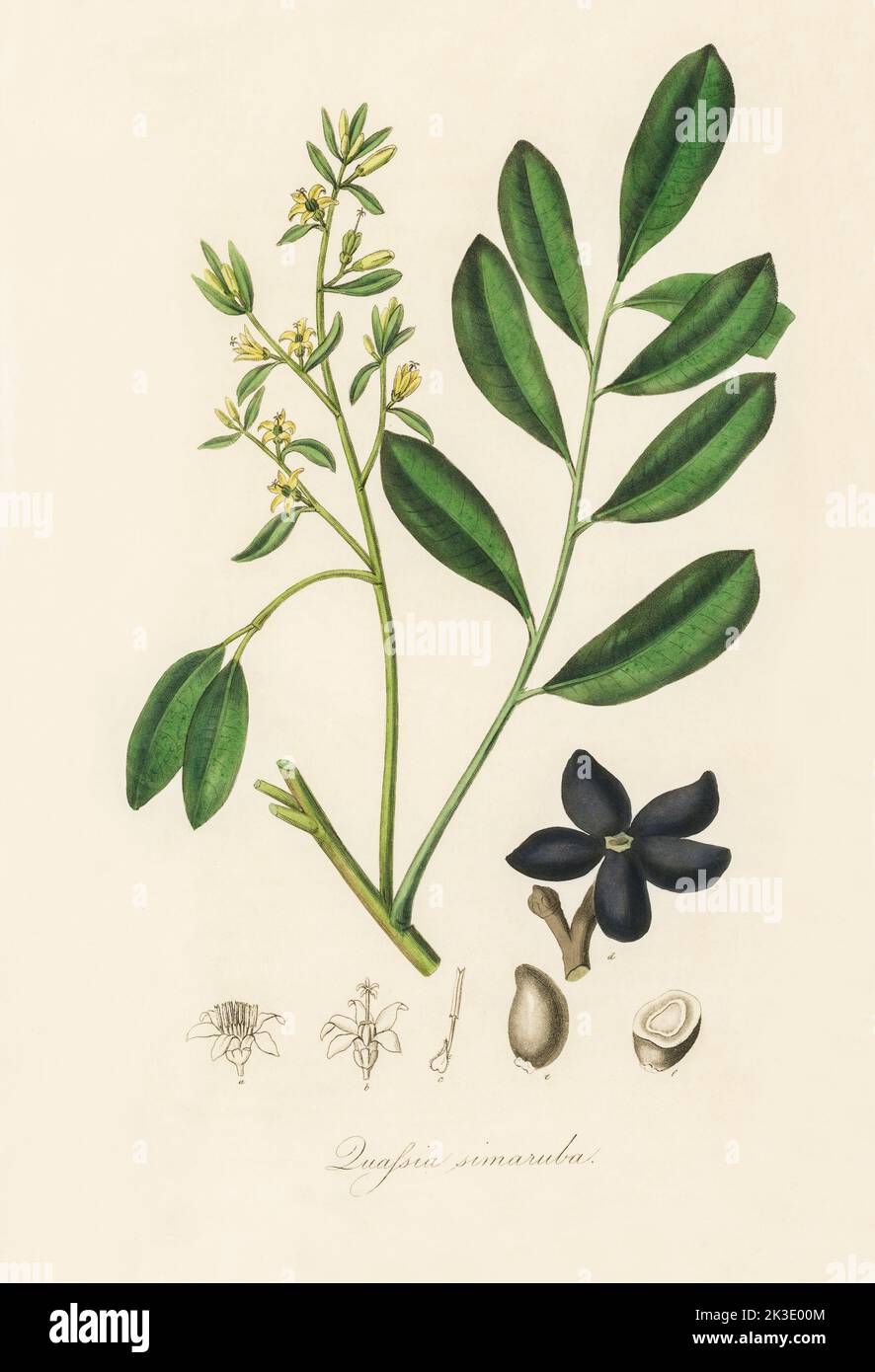 Lualsia simarula illustrazione da Medical botanica (1836) da John Stephenson e James Morss Churchill. Foto Stock