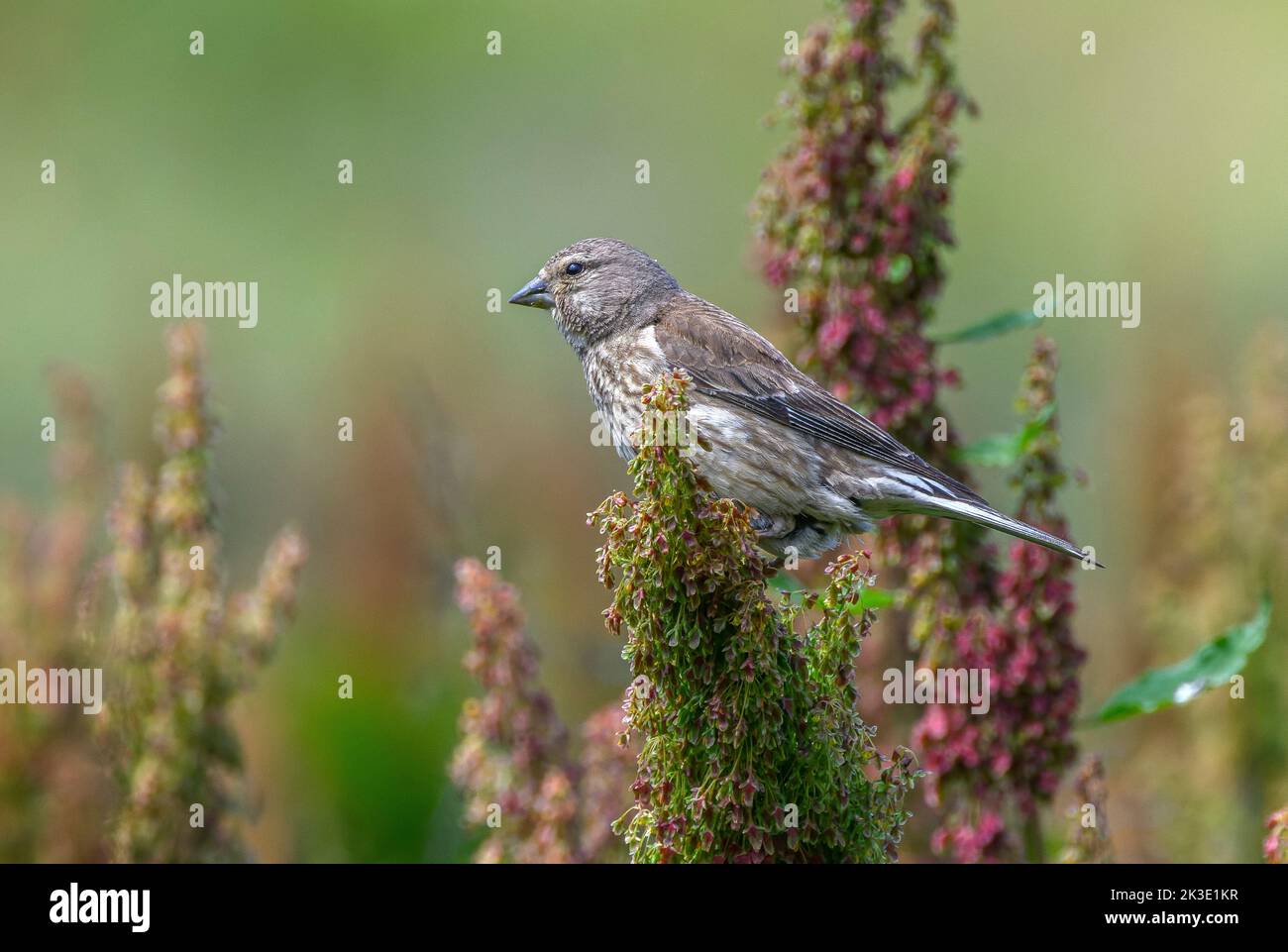 Linnet comune, linaria cannabina, che si nutrono di semi di bacino a fine estate. Foto Stock