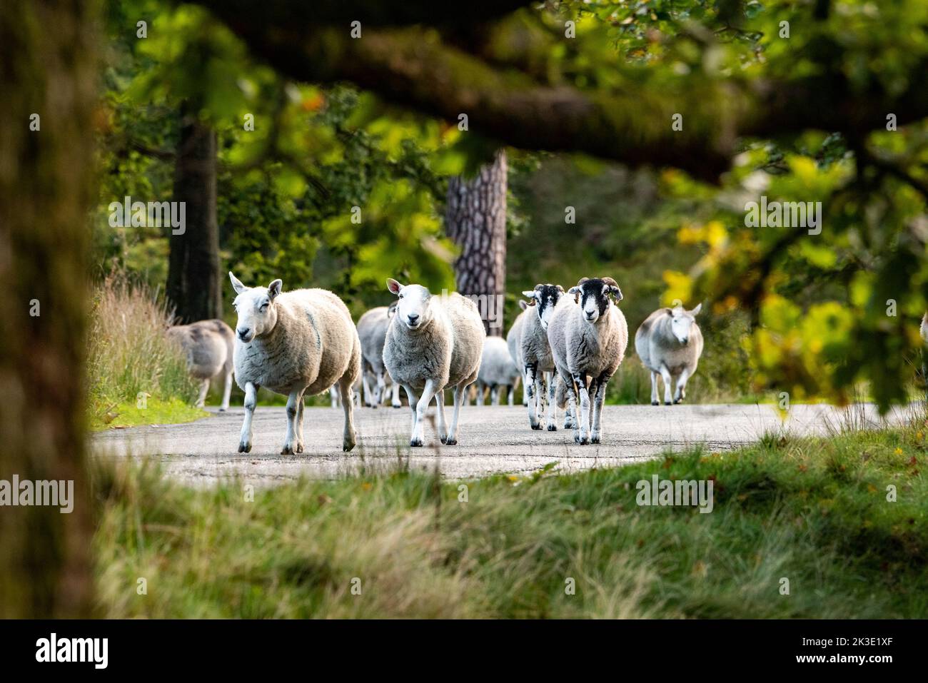 Marshaw, Lancaster, Lancashire. 26th settembre 2022 pecore di Cheviot e Swaledale che spostano la Foresta di Bowland a Marshaw, Lancaster, Lancashire in una soleggiata mattinata autunnale. Credit: John Eveson/Alamy Live News Foto Stock