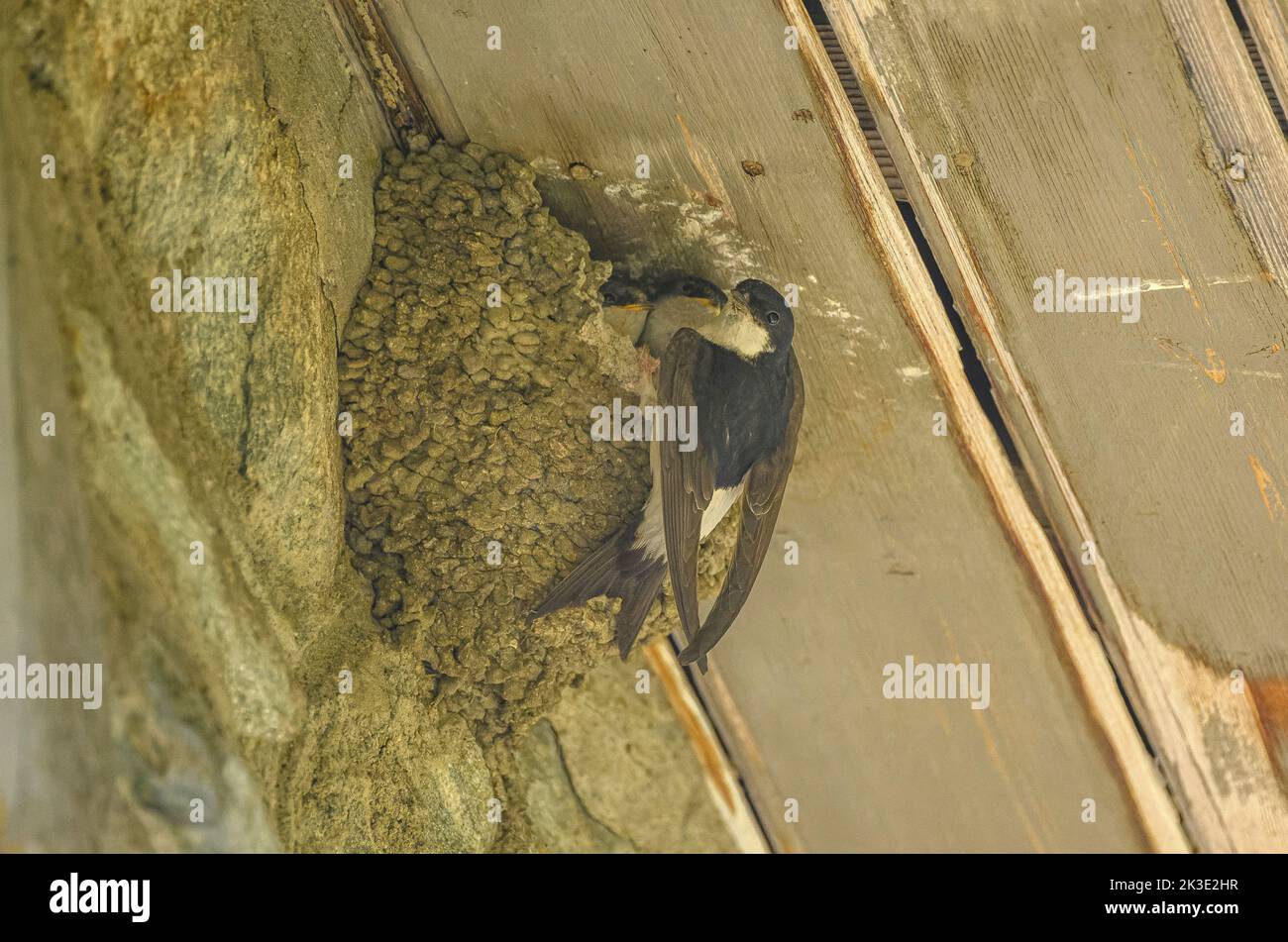 Casa comune martin, Delichon urbicum, al nido con i giovani. Foto Stock