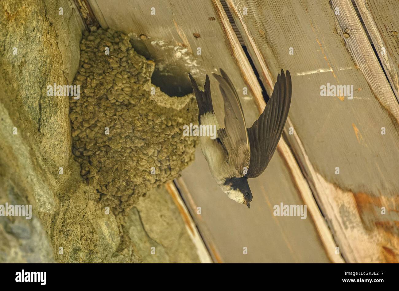 Casa comune martin, Delichon urbicum, in volo, lasciando il nido con i giovani. Foto Stock