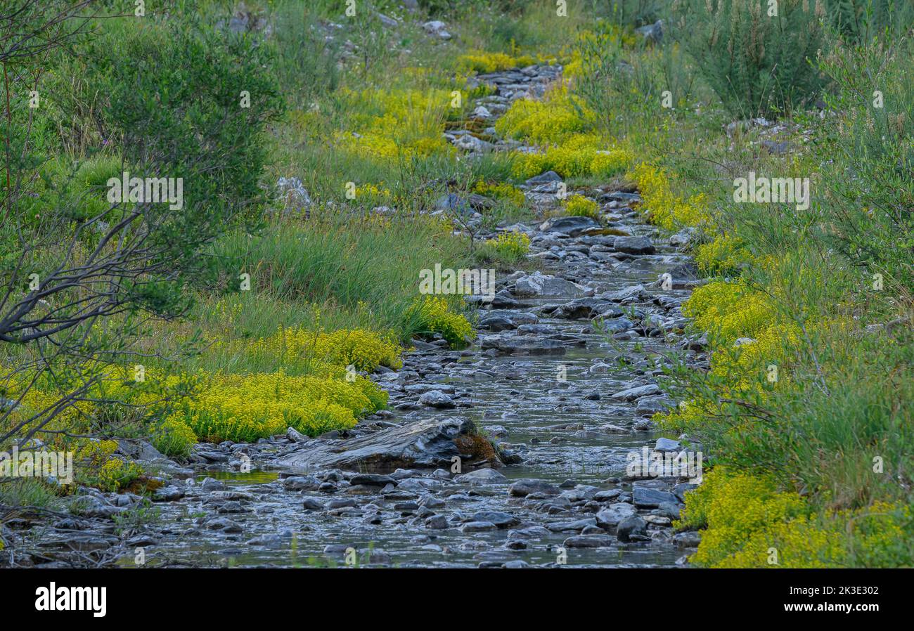 Saxifrage di montagna gialla, Saxifraga aizoides, ruscello di montagna, Queyras, Alpi francesi. Foto Stock