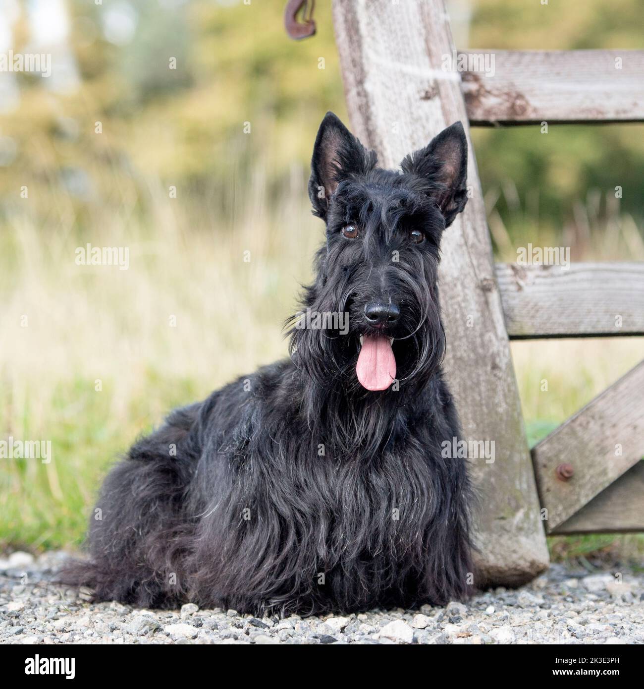 Scottish terrier Foto Stock