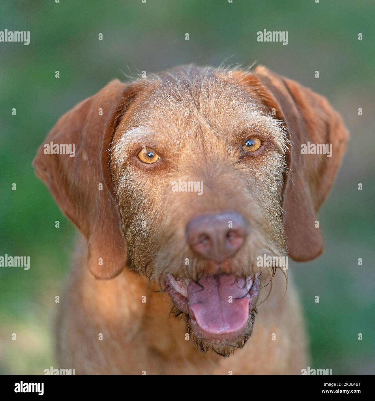 Vizsla wirehaired ungherese Foto Stock