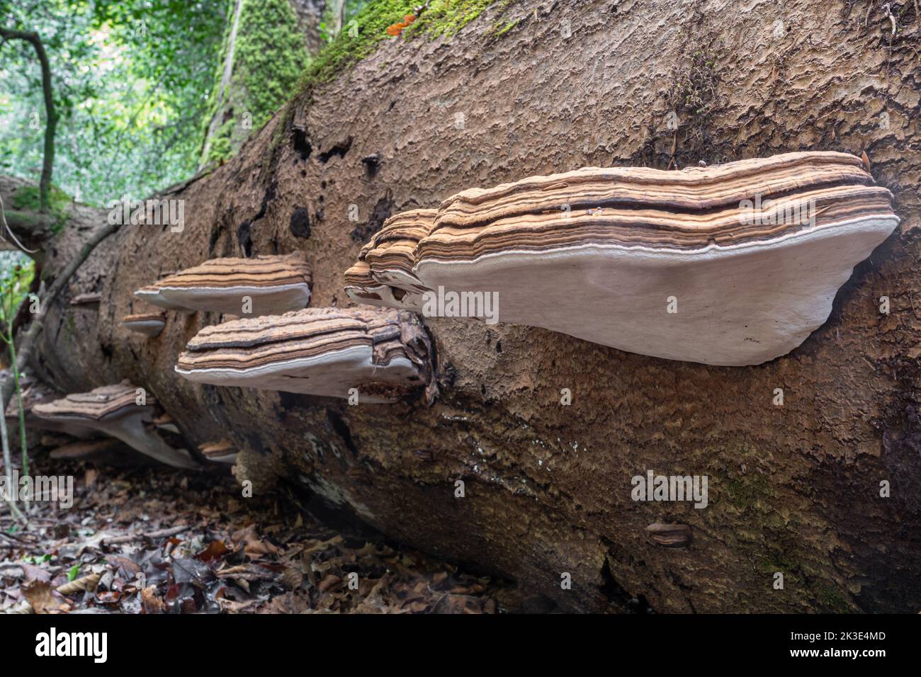 Funghi a staffa, funghi marroni e bianchi su faggi morti, probabilmente staffa Sud (Ganoderma australe), Ebernoe Common, Sussex Occidentale, Inghilterra, UK Foto Stock
