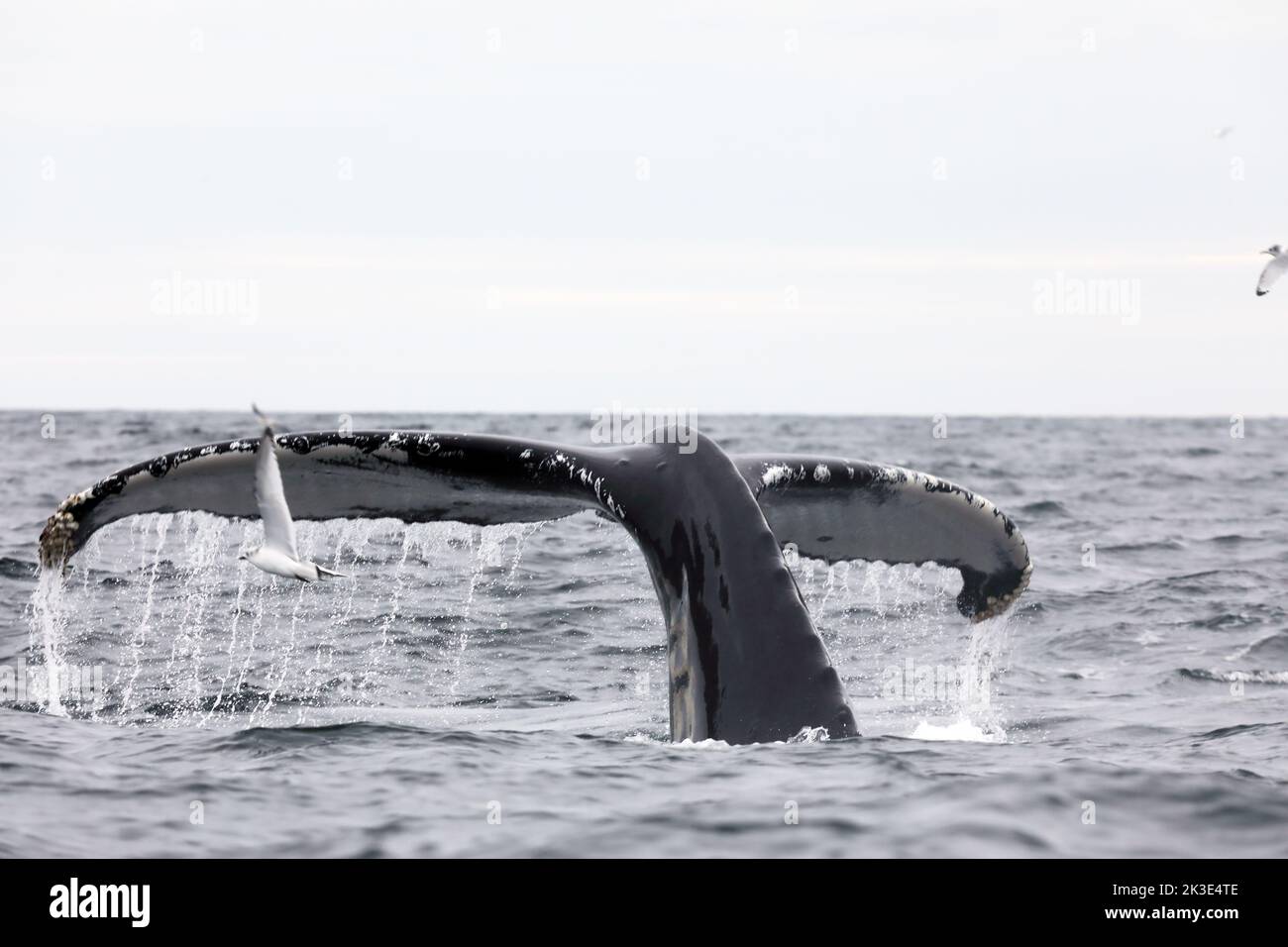 La potente coda della megattere mentre si tuffa al largo della costa dell'Isola di Mull in Scozia Foto Stock