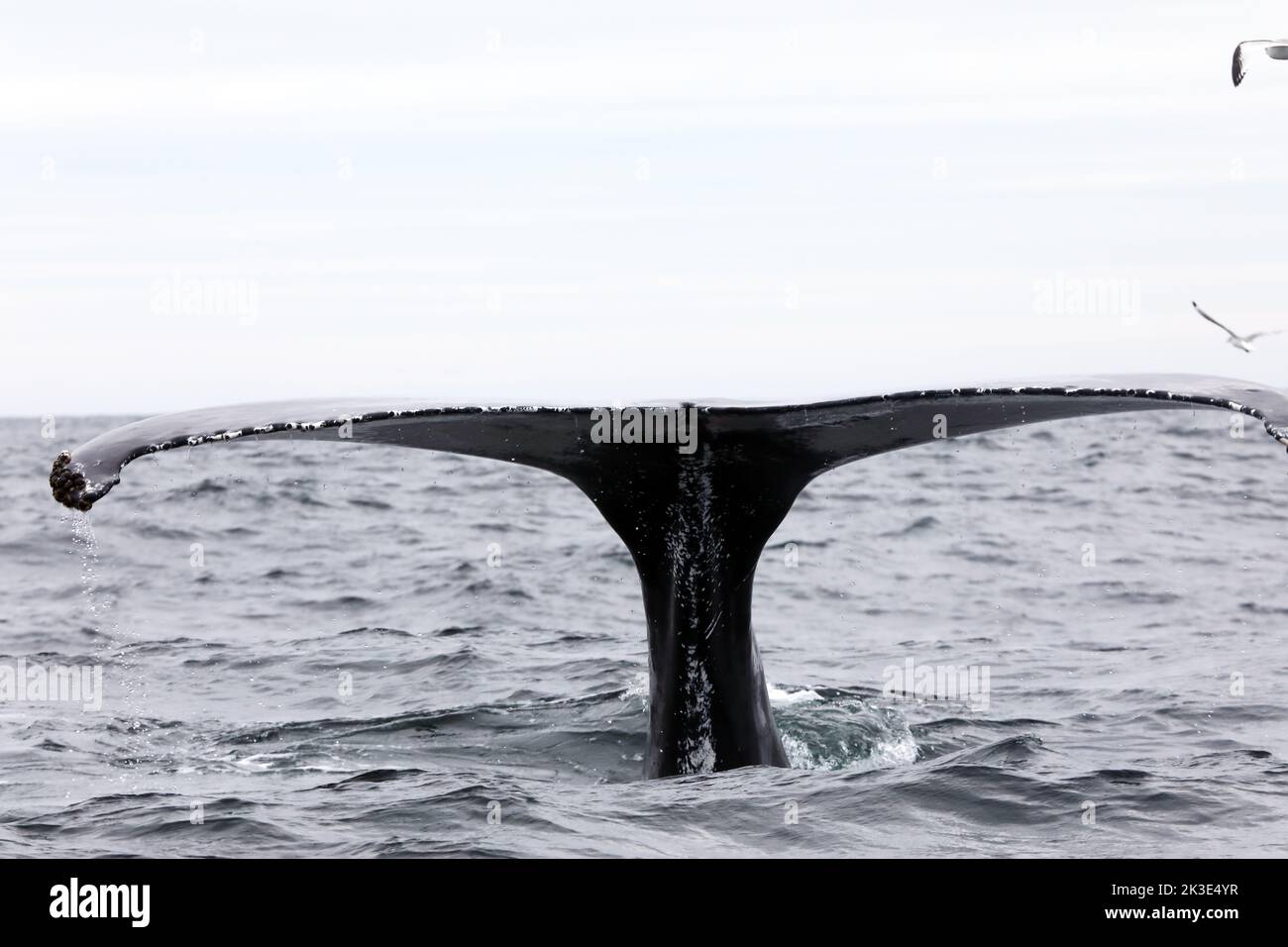 La potente coda della megattere mentre si tuffa al largo della costa dell'Isola di Mull in Scozia Foto Stock