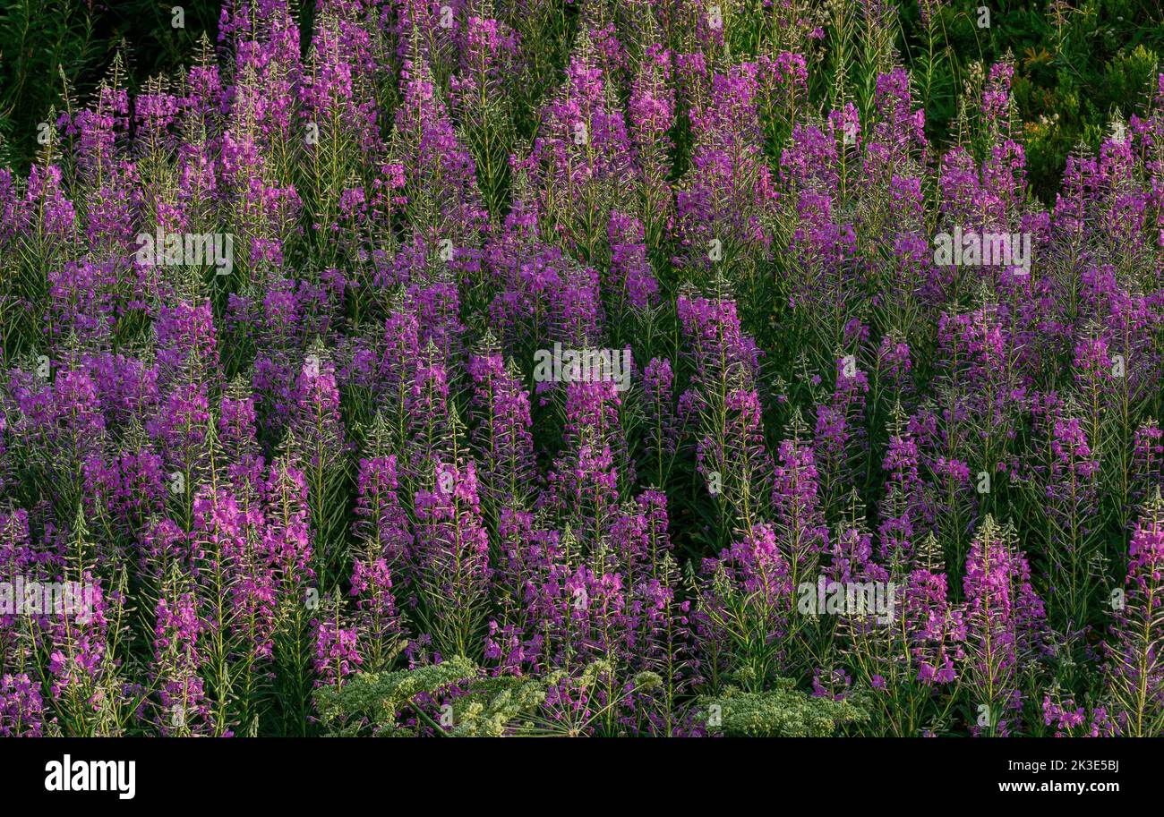 Massa di Rosebay Willow-herb, Epilobium angustifolium, in fiore nella radura di montagna. Foto Stock