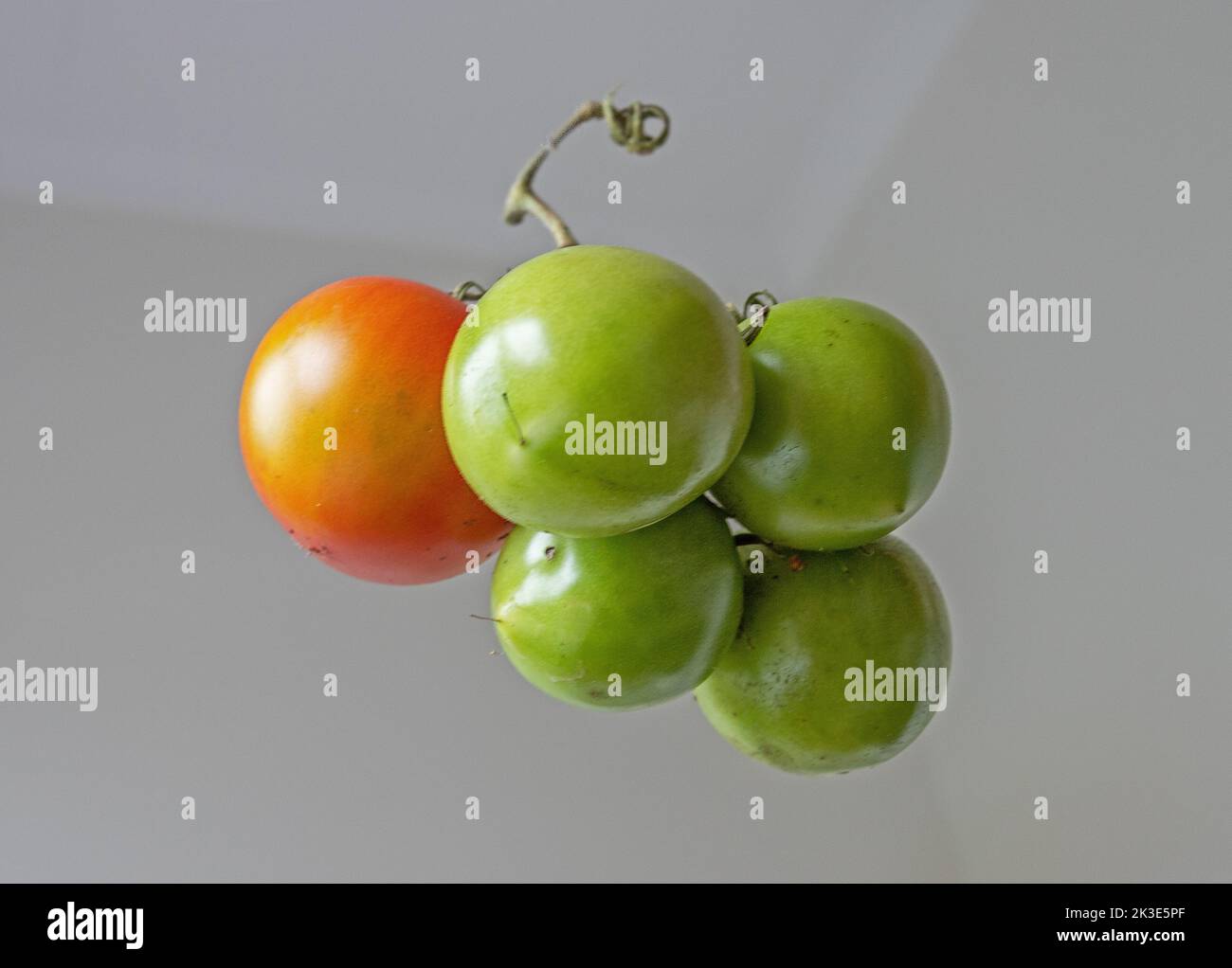 Pomodori tagliati pomodori sulla vite - pomodoro verde maturo e un pomodoro rosso sfondo grigio Foto Stock