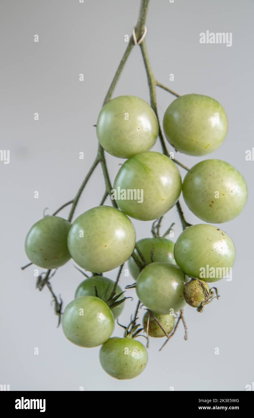 Pomodori tagliati pomodori sulla vite - pomodoro verde maturo - pomodori sfondo grigio Foto Stock