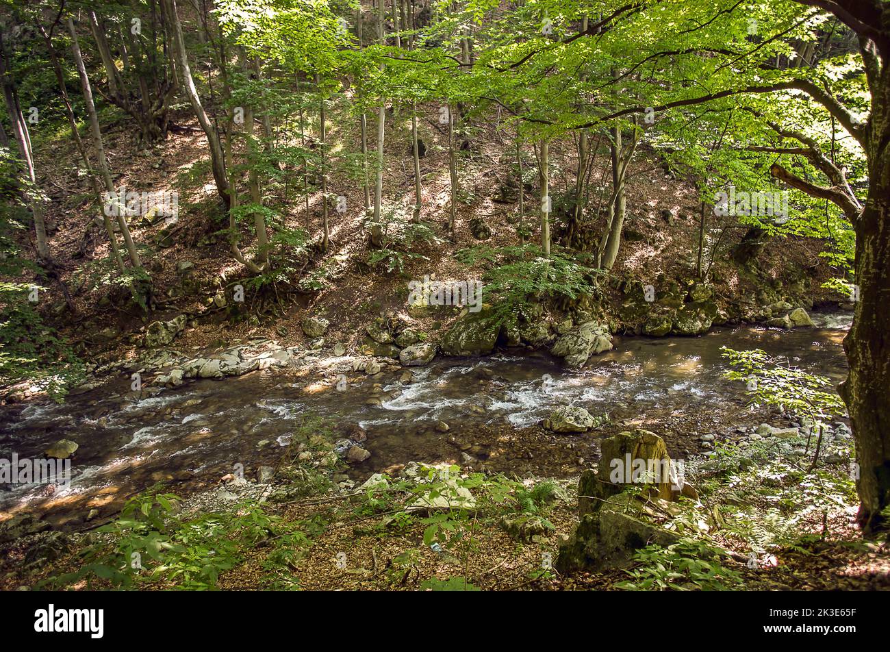 Foresta selvaggia fiume paesaggio sul fiume Gilort, Gorj contea, Romania Foto Stock