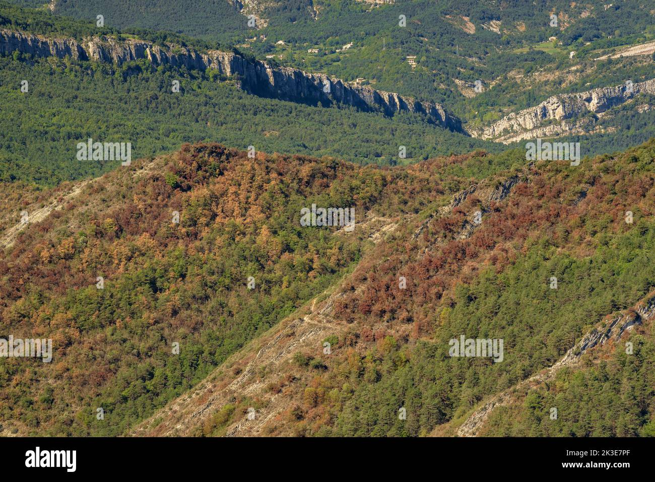 Effetti della siccità del 2022 nelle foreste della valle di Llobregat (Berguedà, Barcellona, Catalogna, Spagna, Pirenei) Foto Stock