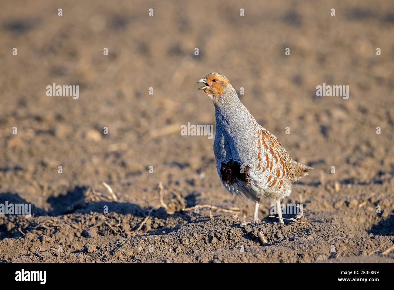 Grey partridge / inglese partridge / hun (Perdix perdix) maschio che chiama in campo in primavera Foto Stock
