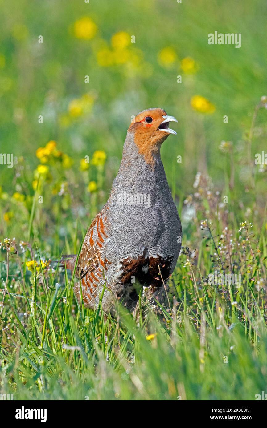 Pernice grigio / pernice inglese / hun (perdix perdix) maschio chiamata in prato in primavera Foto Stock
