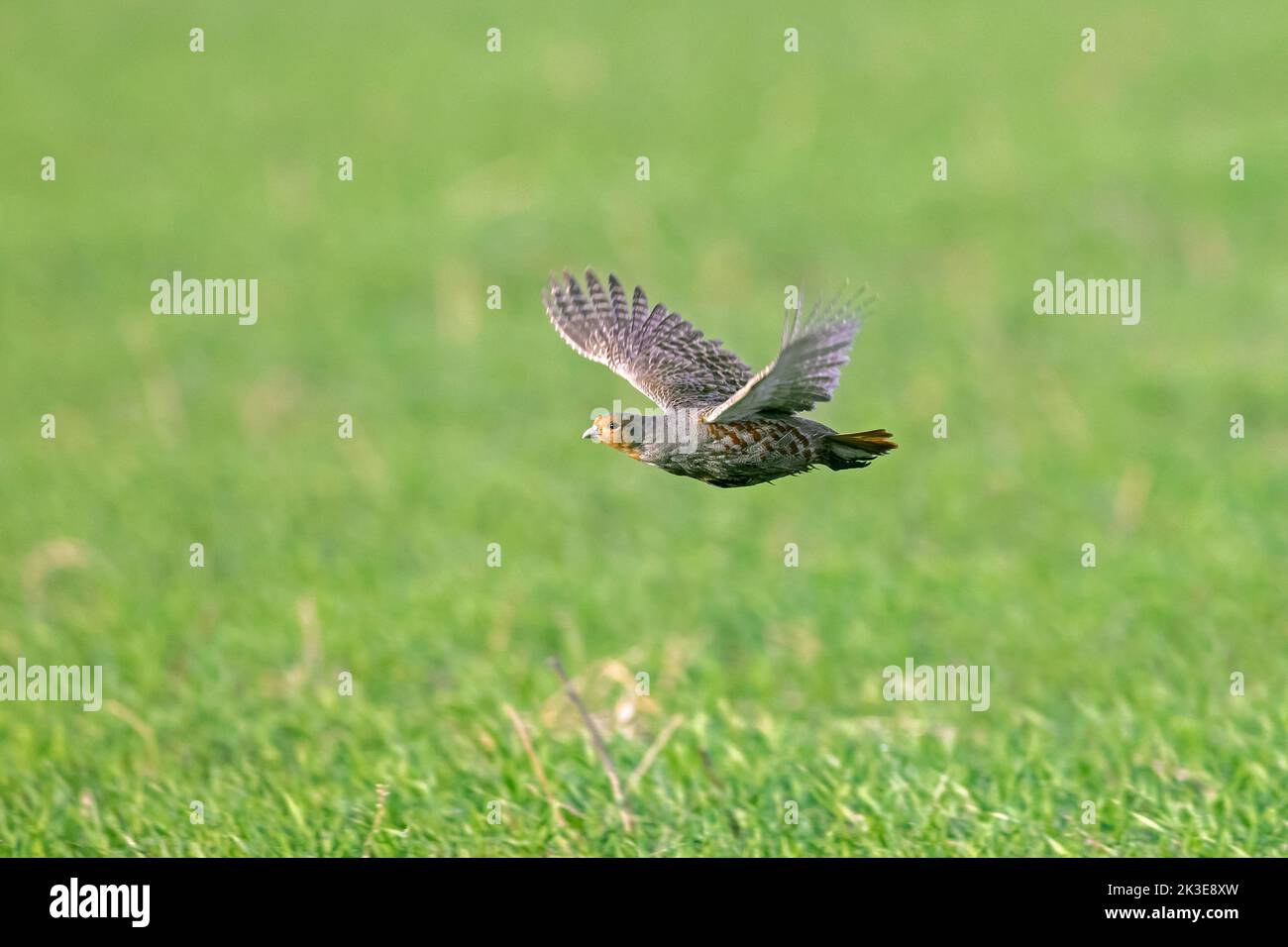 Pernice grigio / pernice inglese / hun (perdix perdix) maschio che vola su campo in primavera Foto Stock