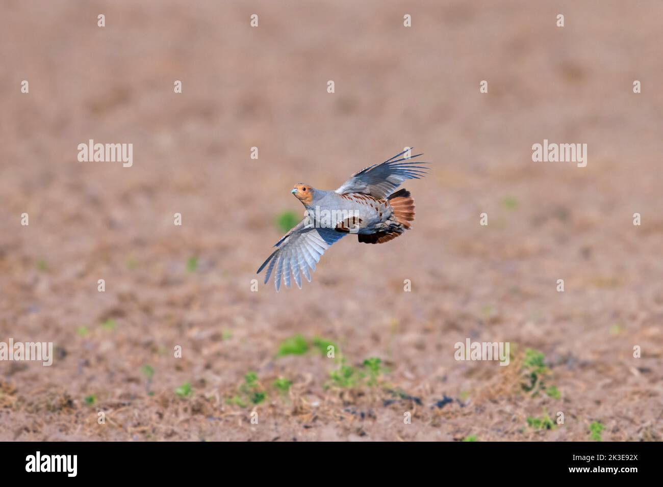 Pernice grigio / pernice inglese / hun (perdix perdix) maschio che vola su campo in primavera Foto Stock
