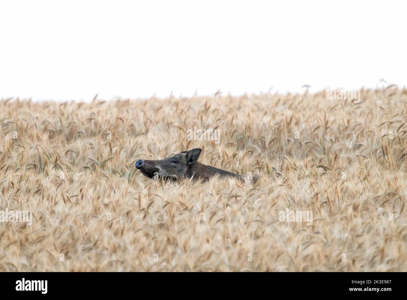 Solitario cinghiale (Sus scrofa) scrofa / femmina foraggio in campo di grano in estate Foto Stock