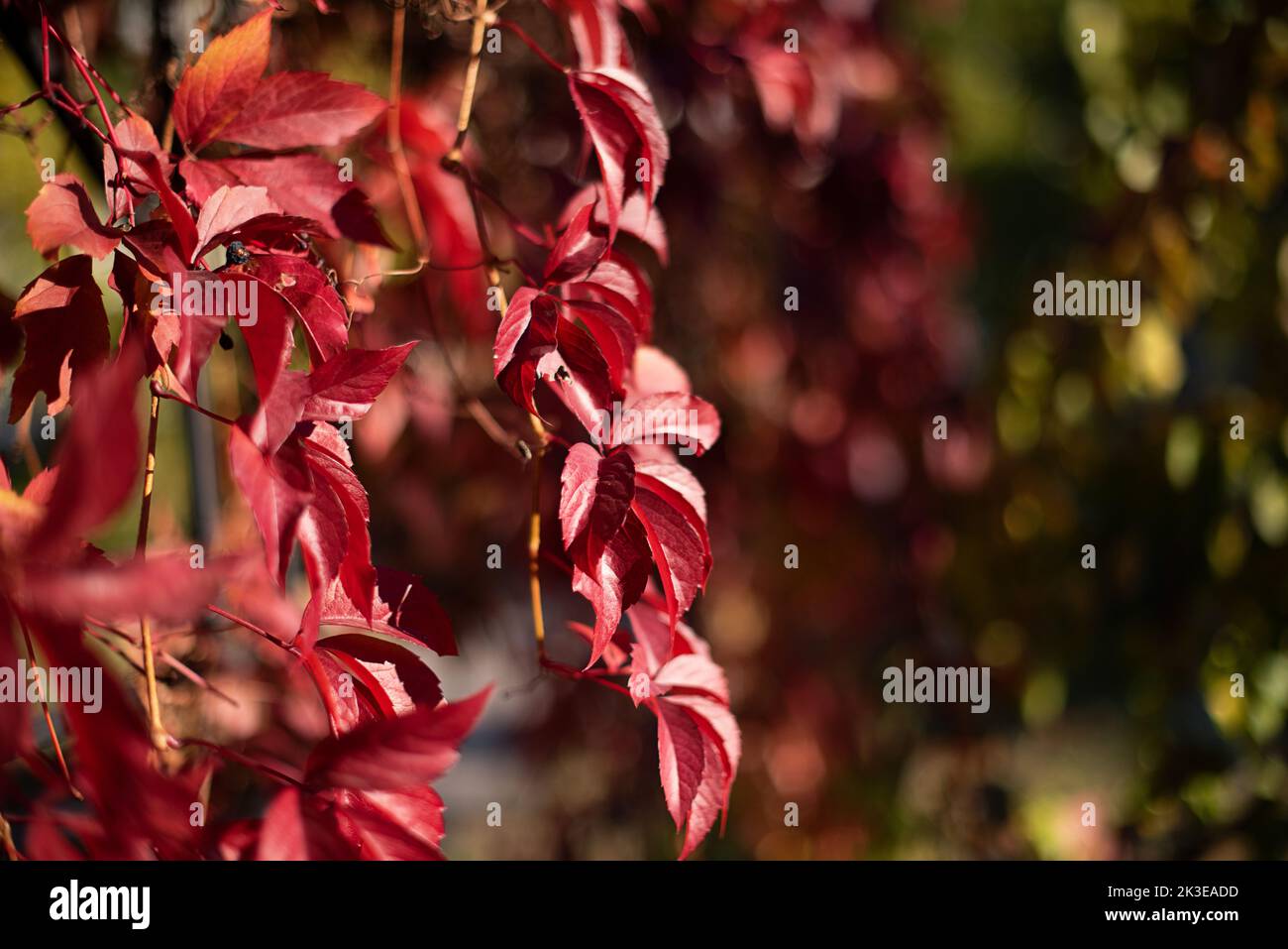 Sfondo naturale da foglie rosse di uva selvatica, spazio negativo per il testo, sfondo naturale. Foto Stock