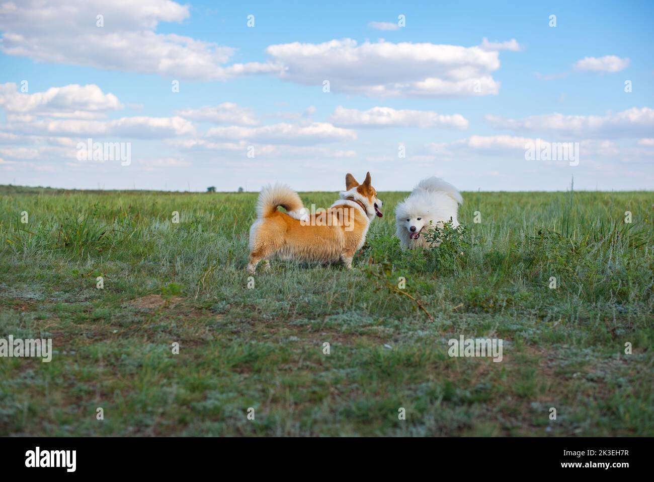 i cani purebred giocano all'aperto sull'erba Foto Stock