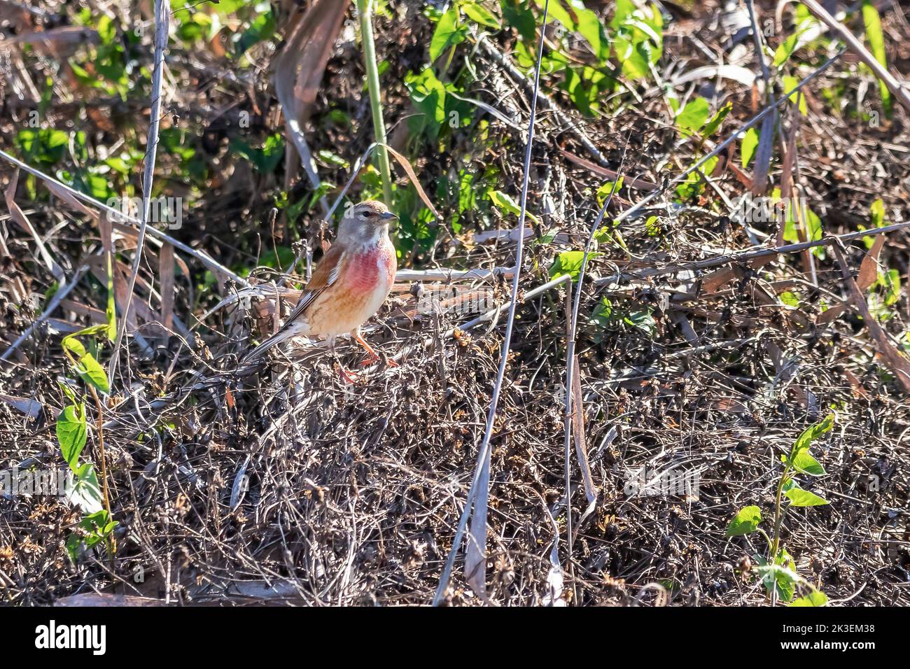 Il linnet eurasiatico (linaria cannabina) è un piccolo uccello passerino della famiglia delle pinne, Fringillidae. Foto Stock