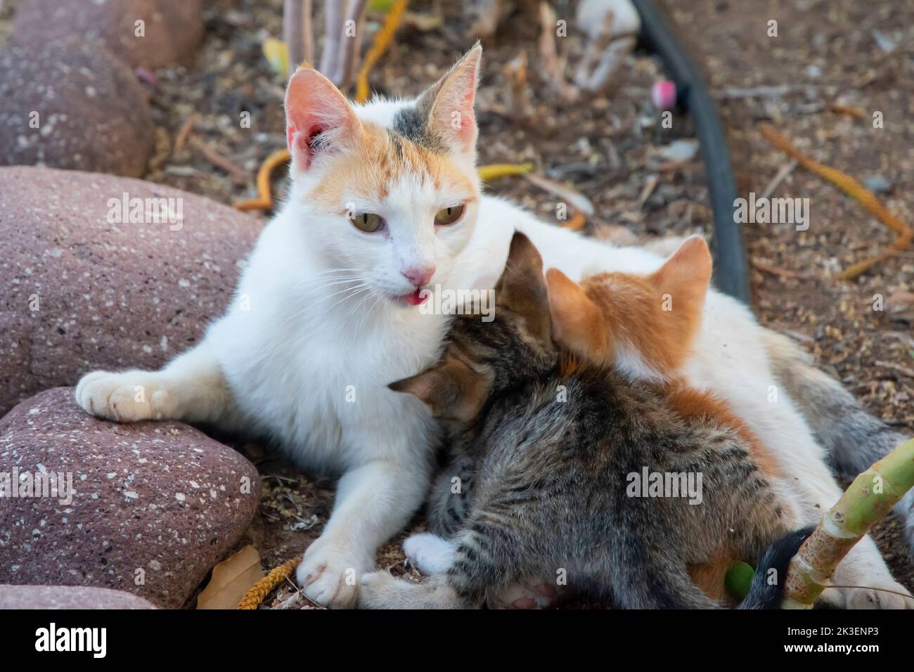 Cuccioli piccoli succhiano dalla loro madre closeup nel giardino della casa Foto Stock