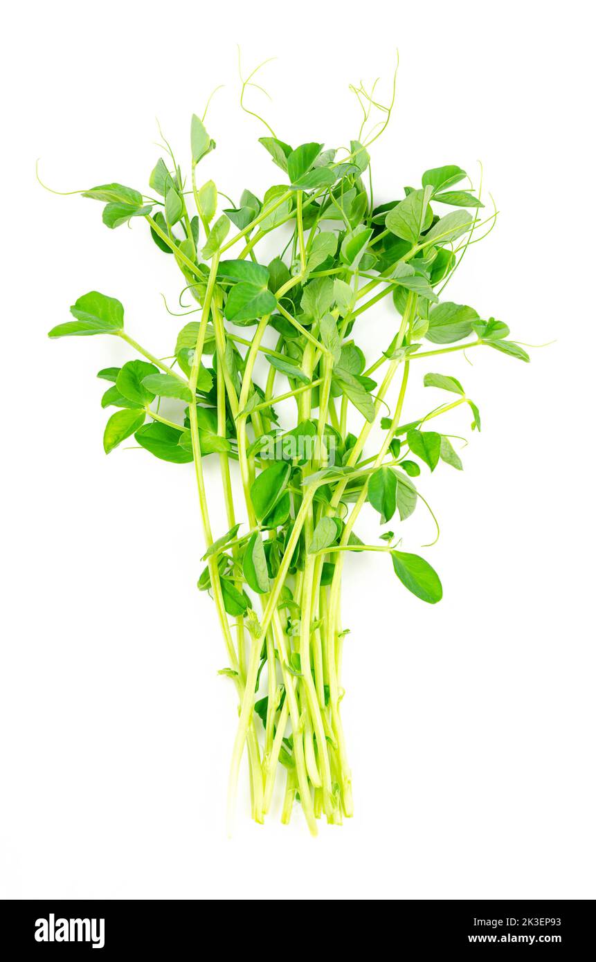 Mazzo di microgreens di piselli su fondo bianco. Germogli, piantine e germogli di Pisum sativum freschi e crudi, utilizzati come guarnitura o come fogliame vegetale. Foto Stock