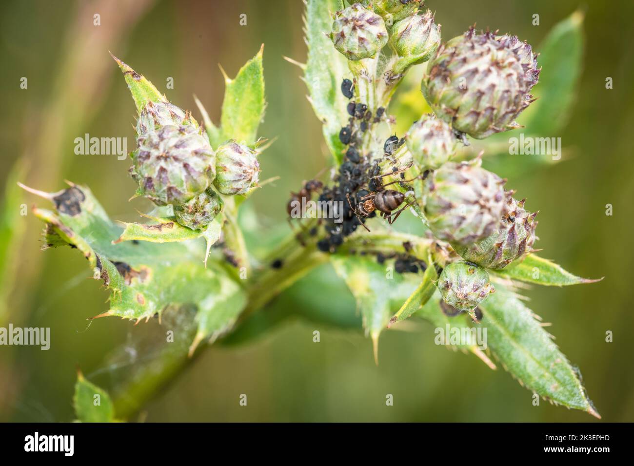 Le formiche sorvegliano gli afidi di mandria e mungitura su una pianta in natura, Germania Foto Stock