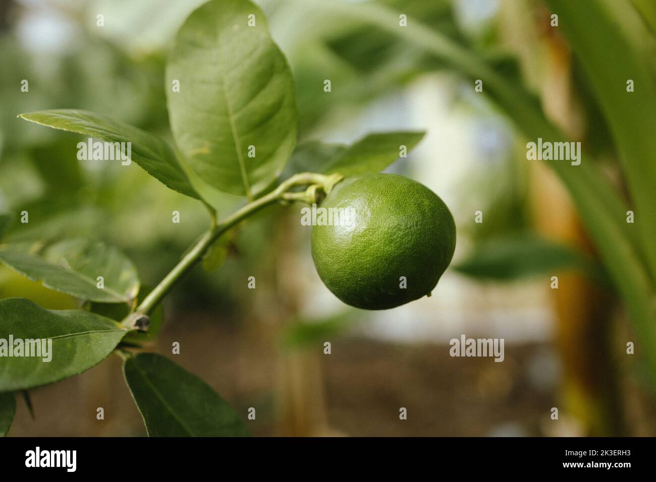 Lime verde agrumi limone e foglie verdi in giardino. Limone di agrume cresce su un ramo di albero, primo piano. Piante decorative di limoni di agrumi casa Foto Stock