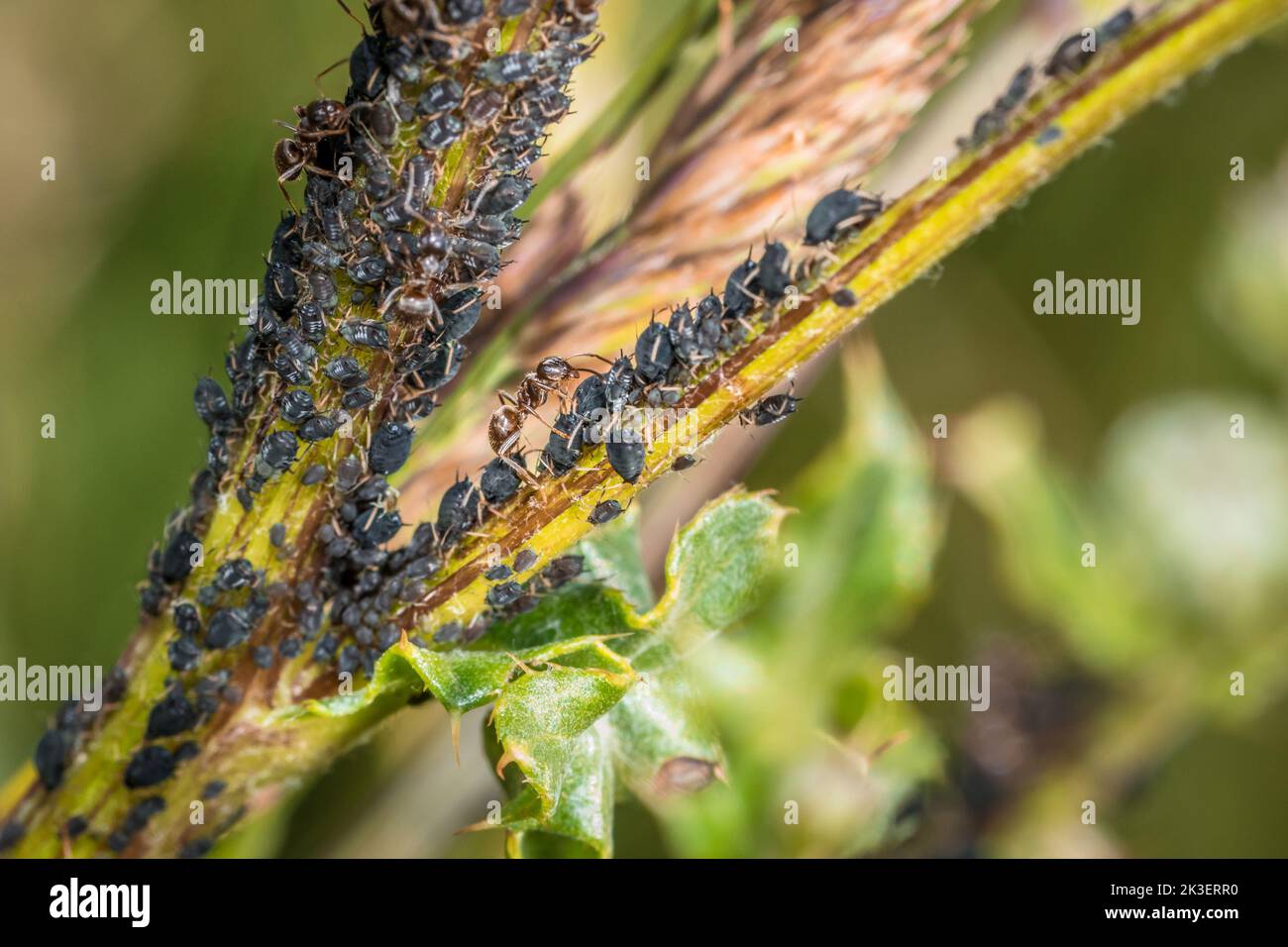 Le formiche sorvegliano gli afidi di mandria e mungitura su una pianta in natura, Germania Foto Stock