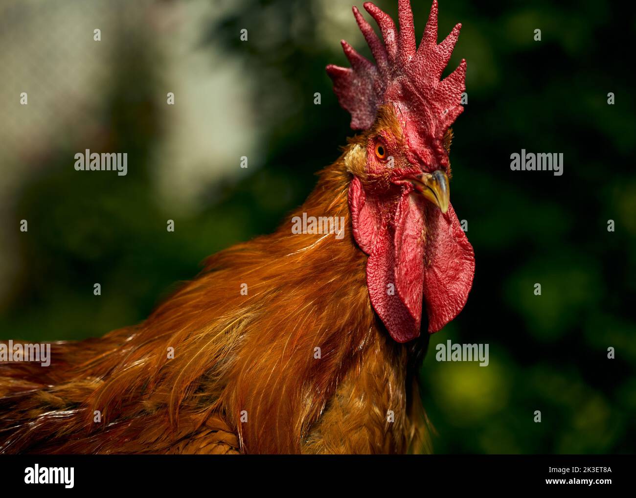 Impressionante ritratto di un gallo rosso su sfondo verde Foto Stock
