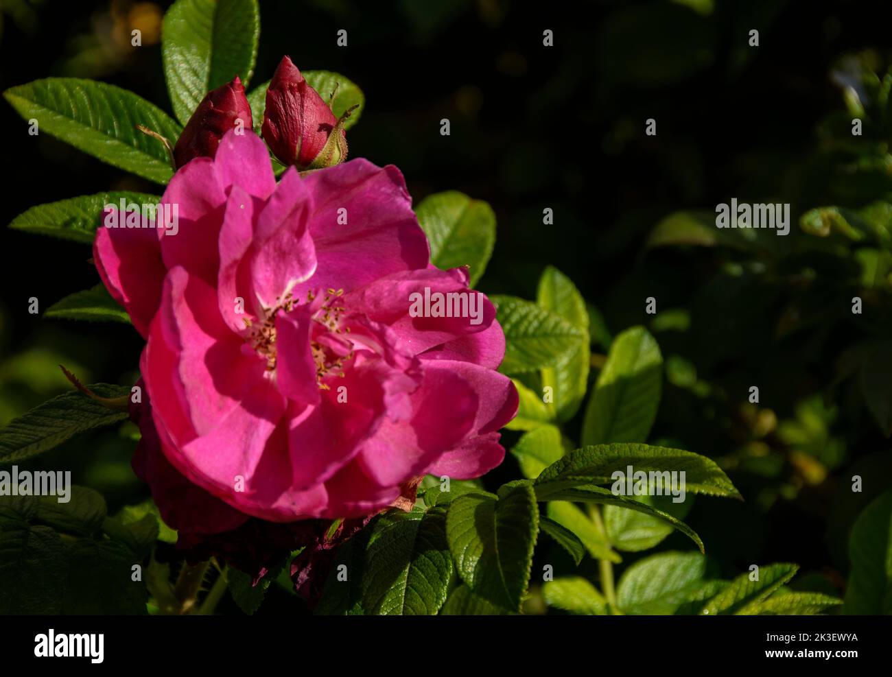 Rosehip fiore nel mese di settembre Foto Stock