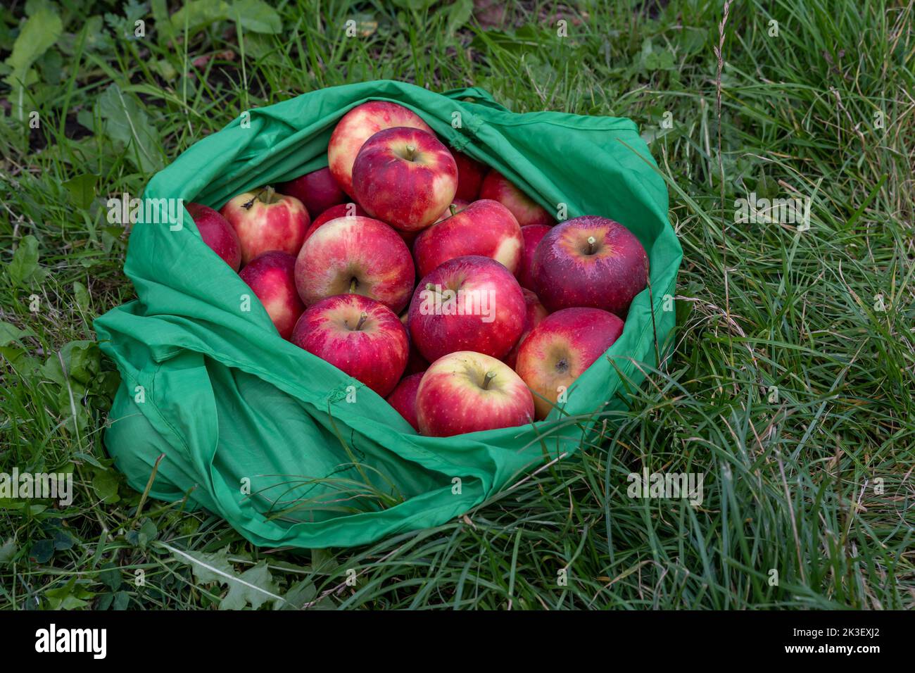 Mele elstar rosse biologiche appena raccolte in borsa riutilizzabile verde Foto Stock