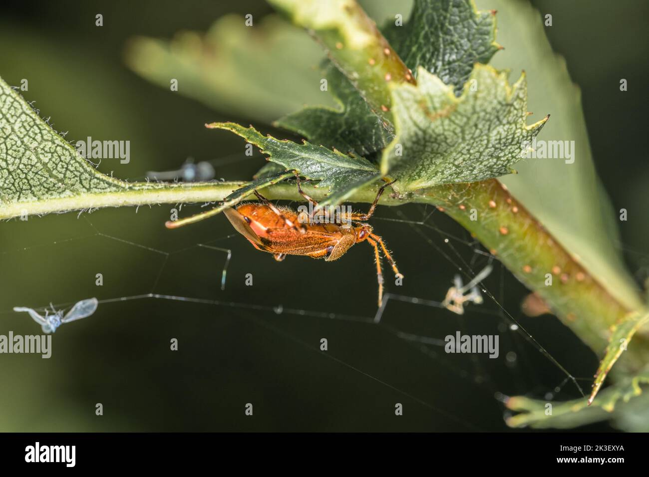 Un coleottero di colore marrone rosso arancio di corpo morbido è appeso su un gambo di una pianta nel giardino in natura, Germania Foto Stock