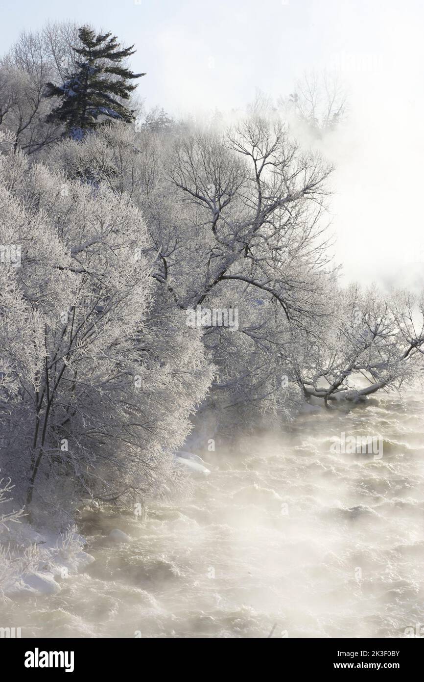 Inverno rapide del fiume con neve e gelo sugli alberi Foto Stock