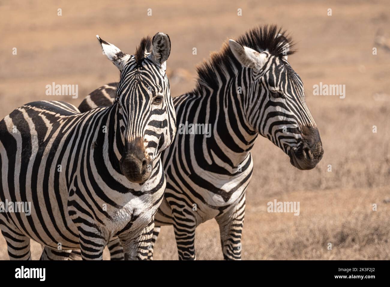 Due zebre su praterie nella zona di conservazione di Ngorongoro, Tanzania, Africa Foto Stock