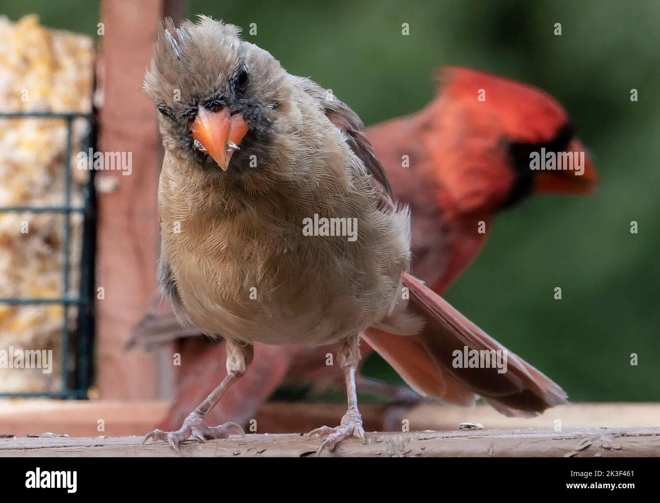 Cardinali del nord di fronte al mangiatore di uccelli Foto Stock
