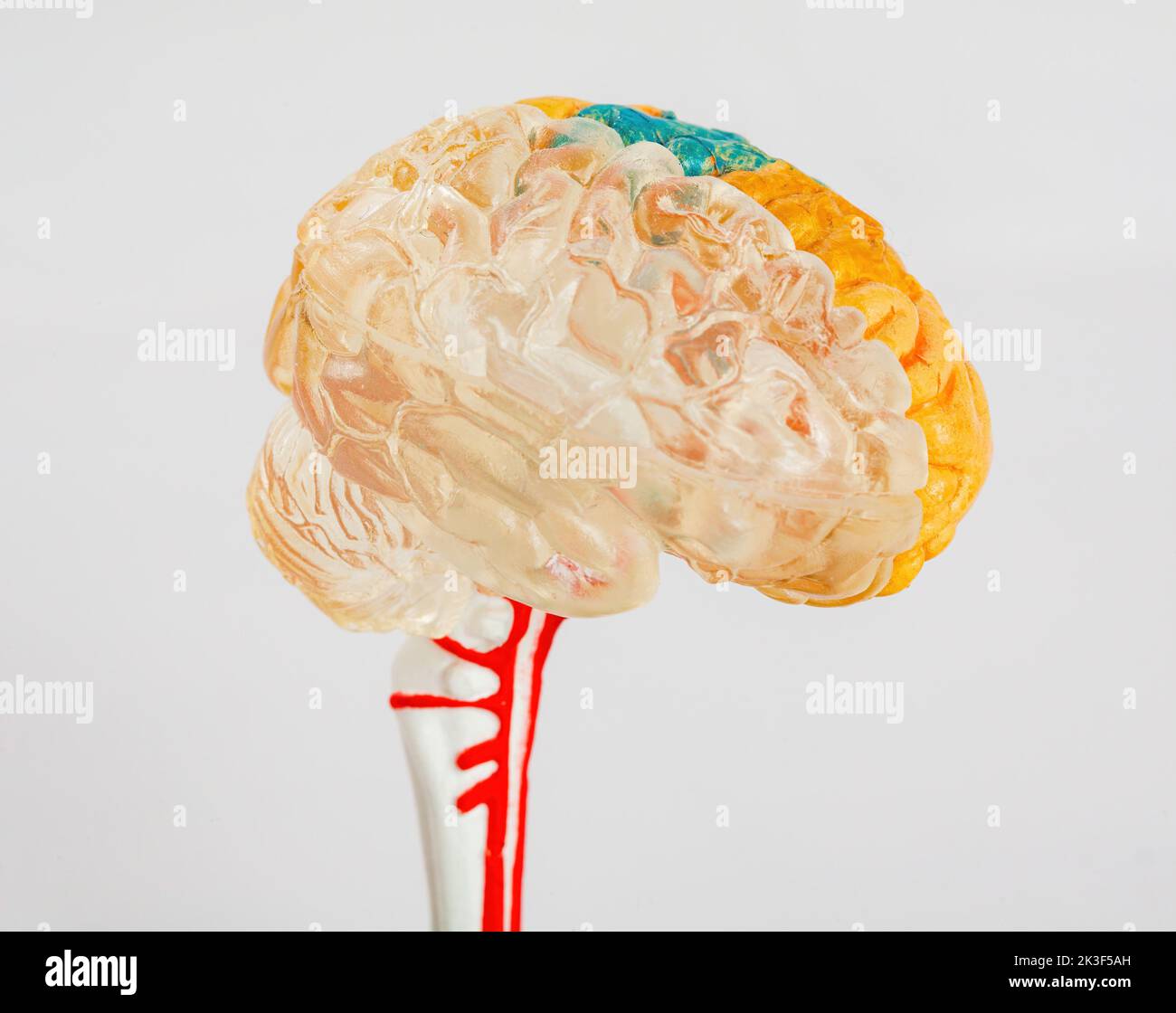 Primo piano di un organo umano modale a Los Angeles, California Foto Stock