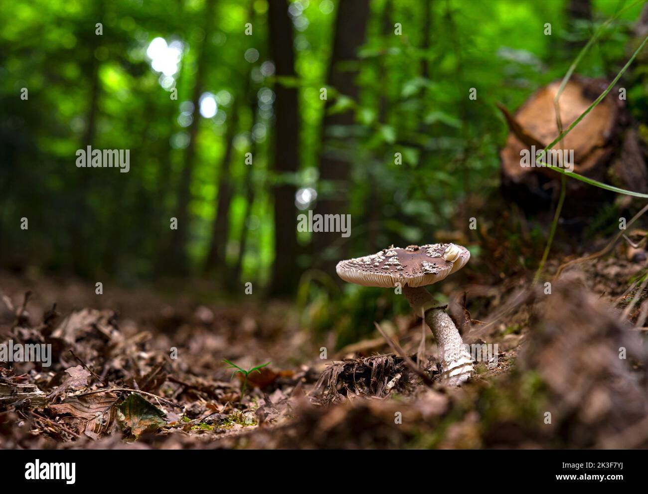 Amanita panterina o fungo panthercap che cresce nel bosco grounds. Foto Stock
