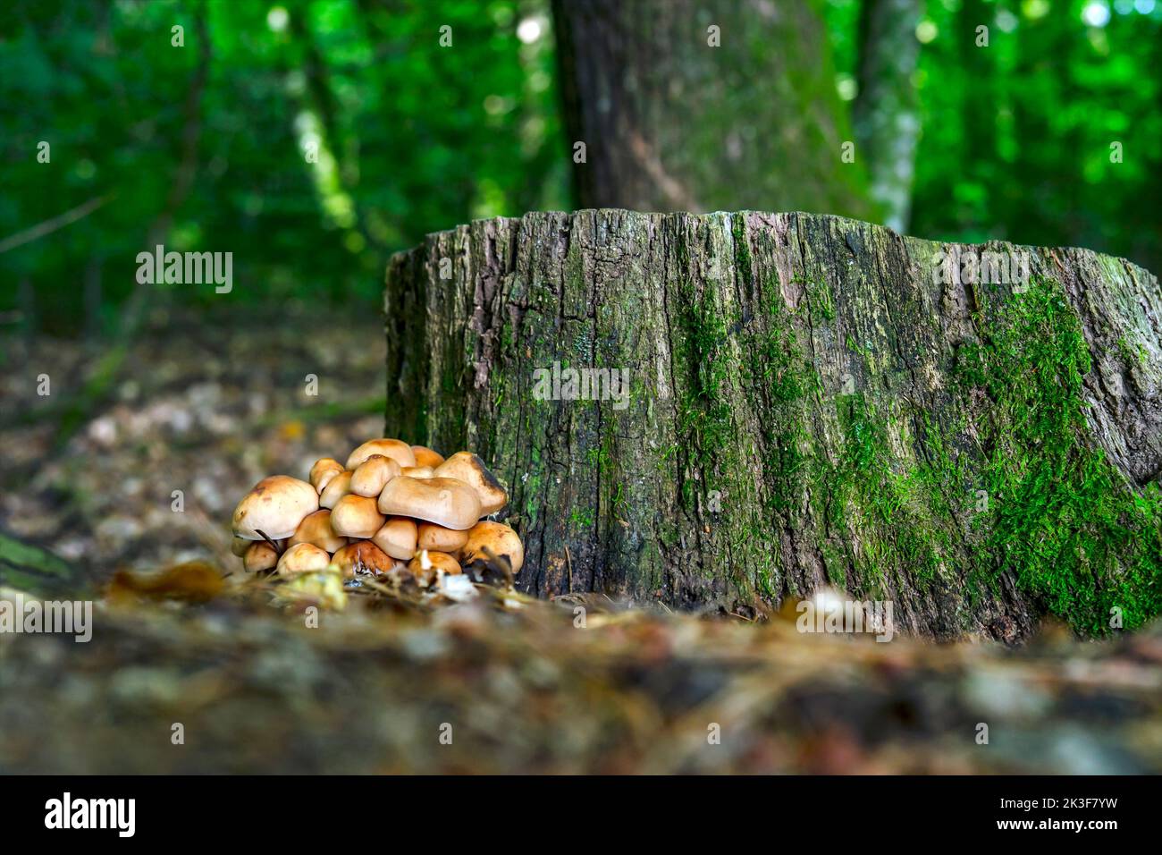 Funghi di Kuehneromyces mutabilis che crescono vicino a un ceppo di albero. Foto Stock