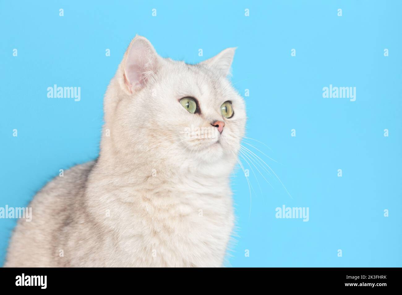 bello gatto bianco siede su uno sfondo blu, Foto Stock