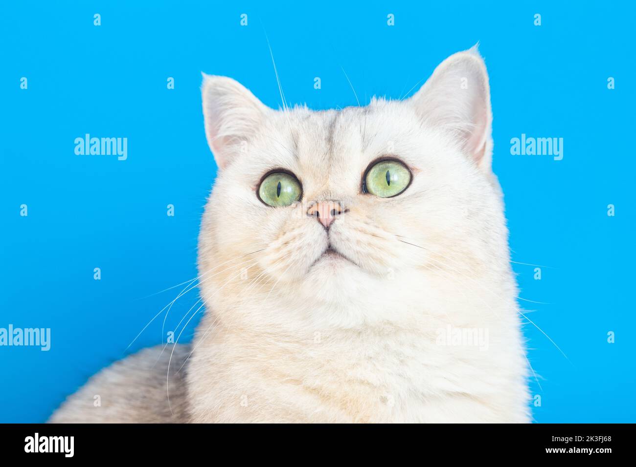 Primo piano di adorabile gatto bianco su sfondo blu, Foto Stock
