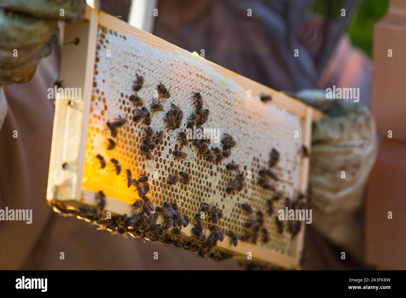 Mani che tengono un nido d'ape con api in una piacevole retroilluminazione serale Foto Stock