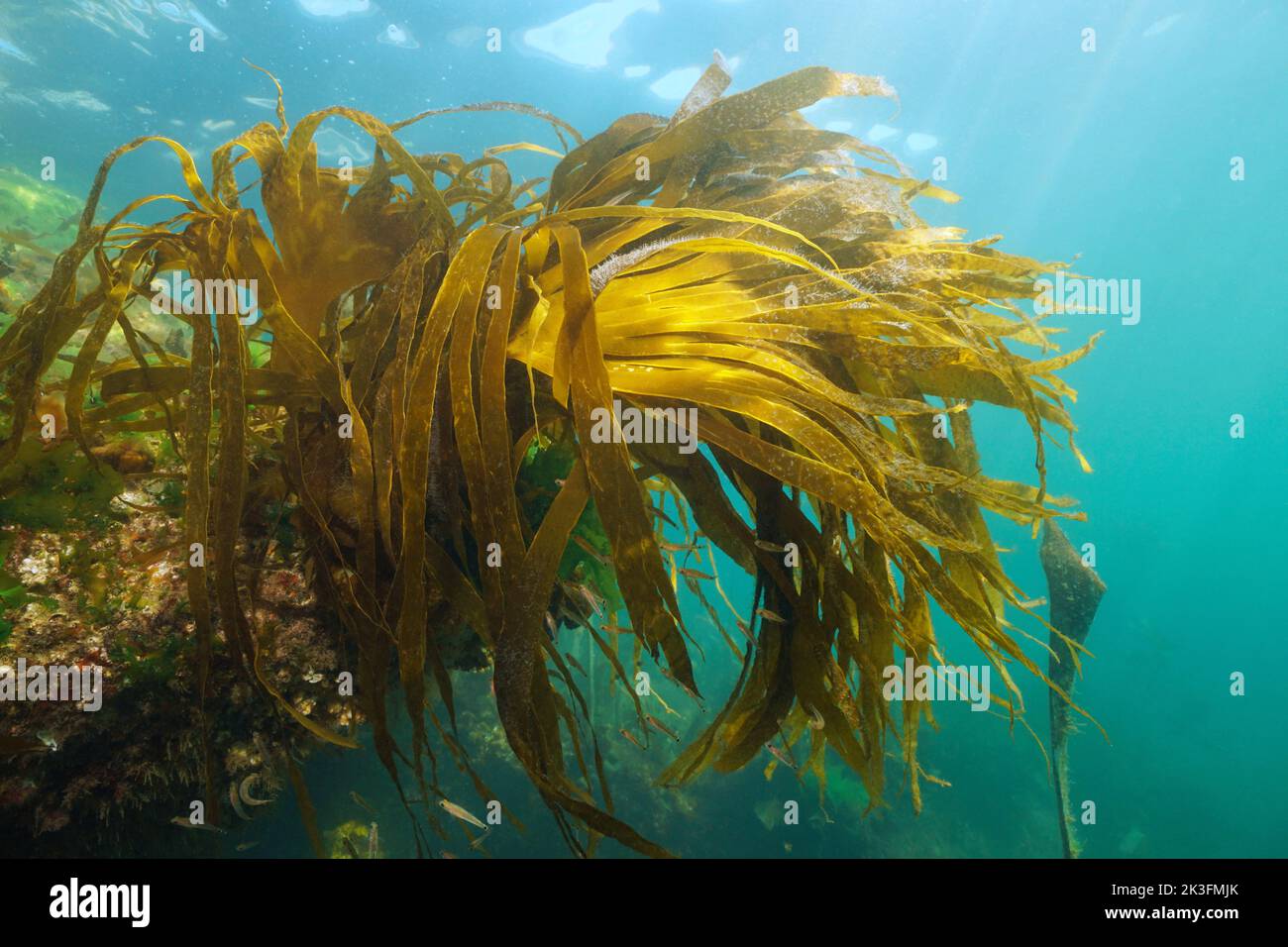Laminaria kelp alghe brune fogliame sott'acqua nell'oceano, Atlantico orientale, Spagna, Galizia Foto Stock