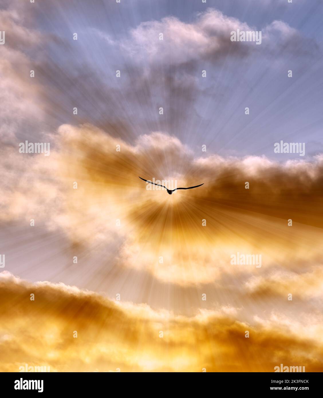Una silhouette di uccello con diffusione di ali sta volando verso i raggi di luce nel cielo riempito di nuvola verticale Foto Stock