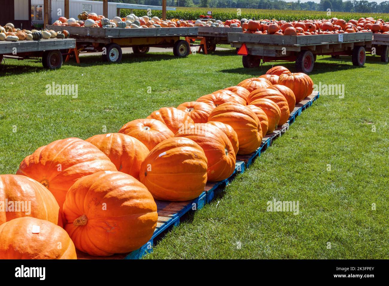 Zucche giganti in vendita presso un mercato agricolo vicino Fontana, Wisconsin, America Foto Stock